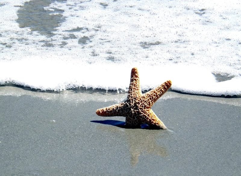 This shows a sea star on a beach