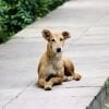This shows a stray dog