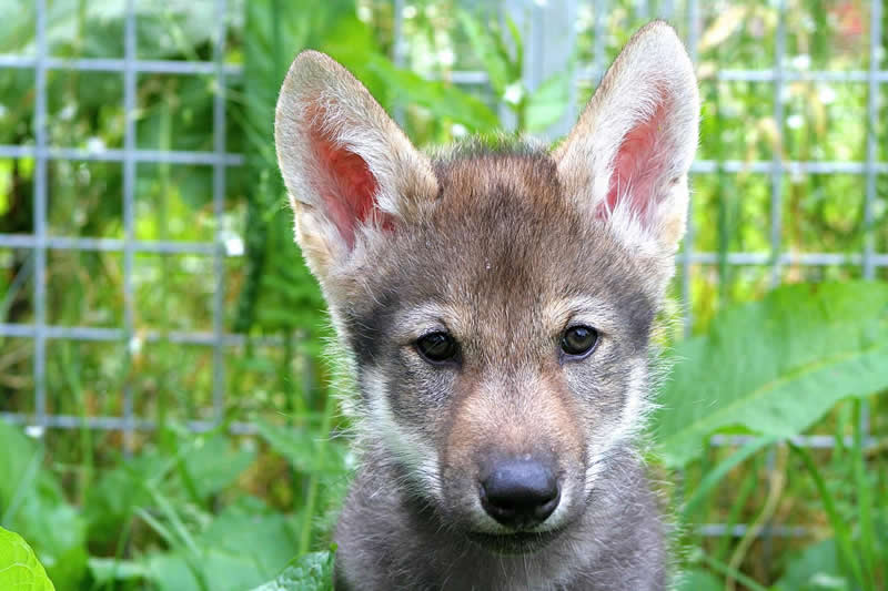 This shows a wolf pup