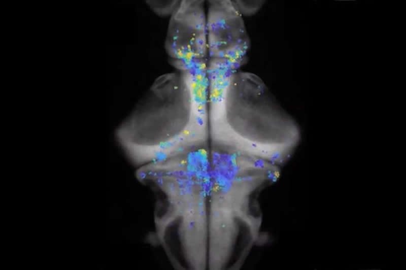 This shows neurons in the zebrafish