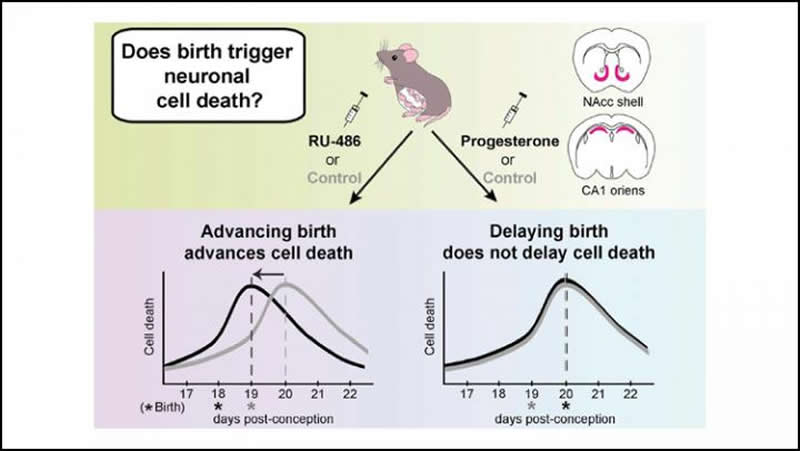 This is a diagram from the study