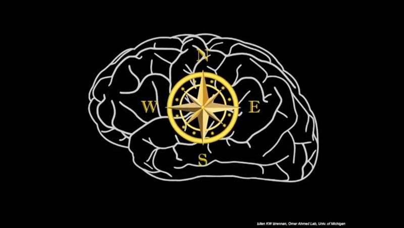 This shows a brain with compass points
