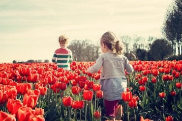 This shows children playing in a tulip field