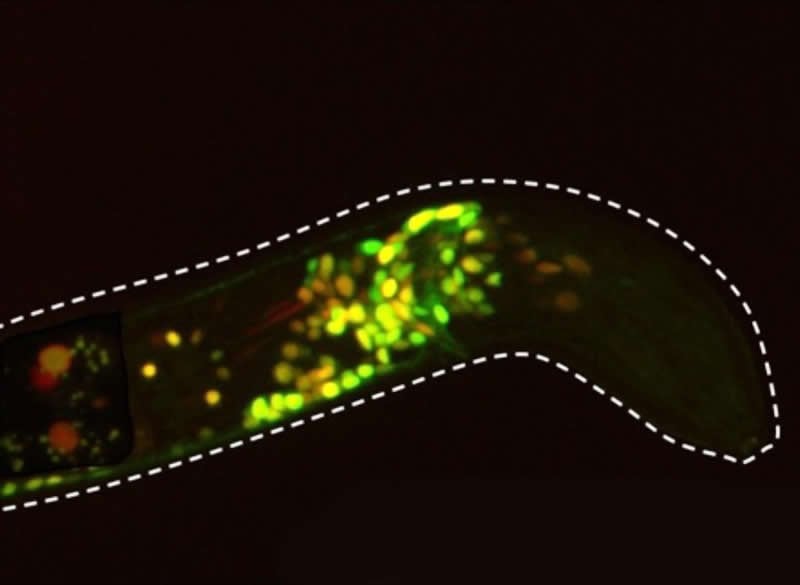 This shows serotonin neurons