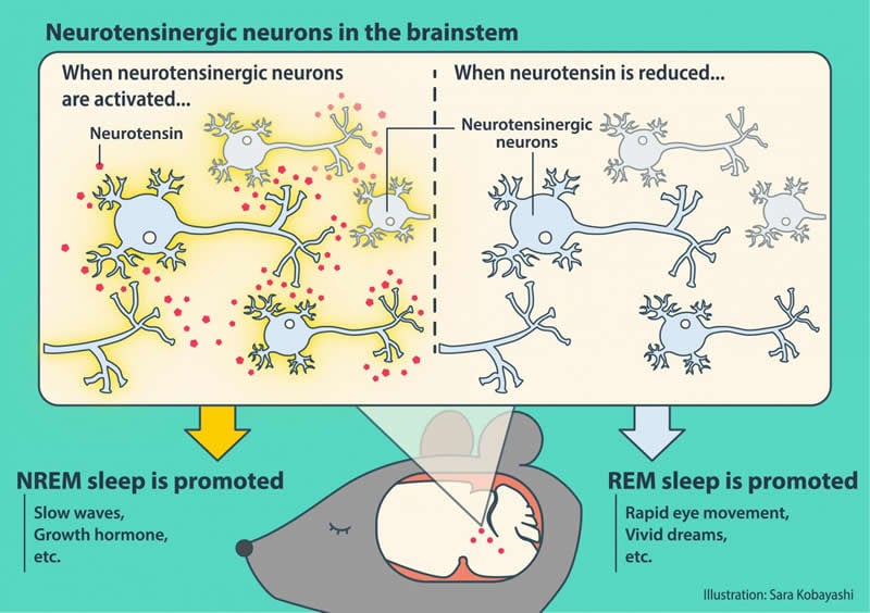 This shows the neurons in a diagram