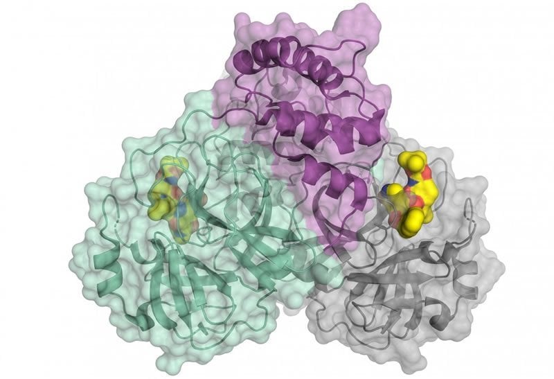 This shows the structure of the protease