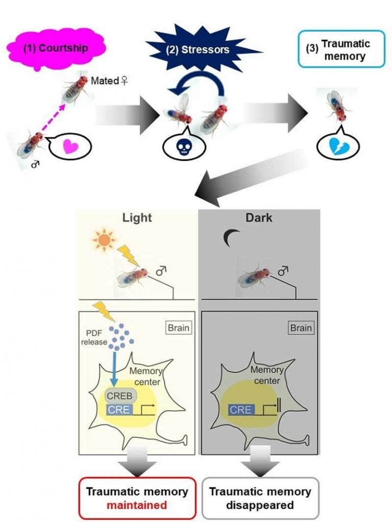 This shows a diagram from the study