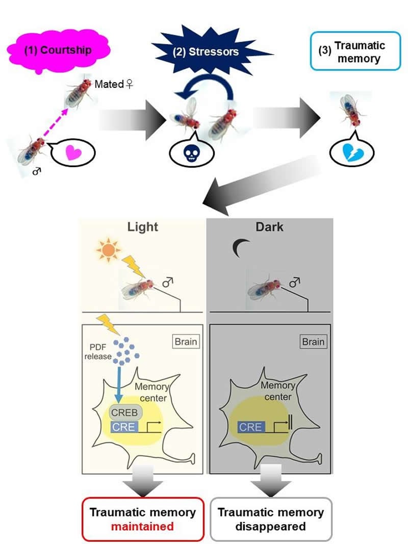 can-traumatic-memories-be-erased-neuroscience-news