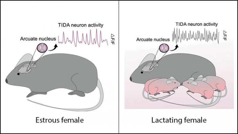 This is a drawing of a mouse breastfeeding