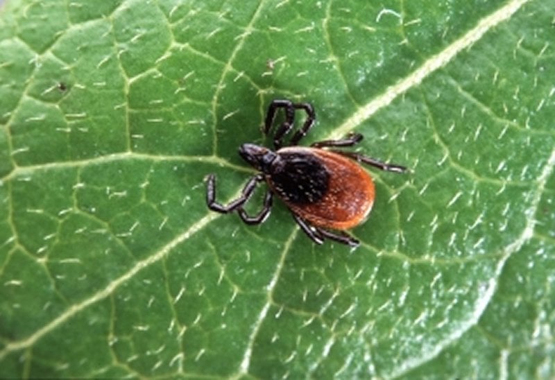 This shows a deer tick