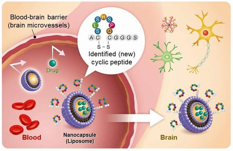 This is a diagram from the study