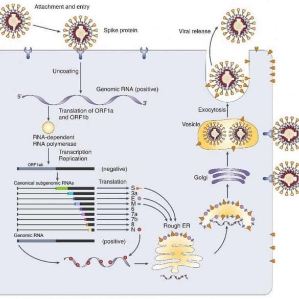 This shows the lifecycle of sars-cov-2