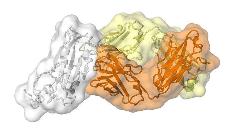 This shows the antibody structure