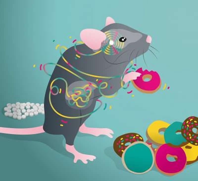 This shows a mouse eating a donut