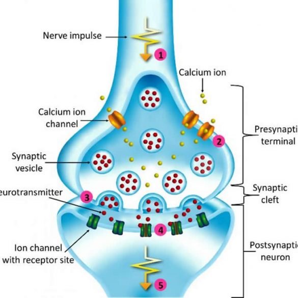 This is a diagram of a neuron