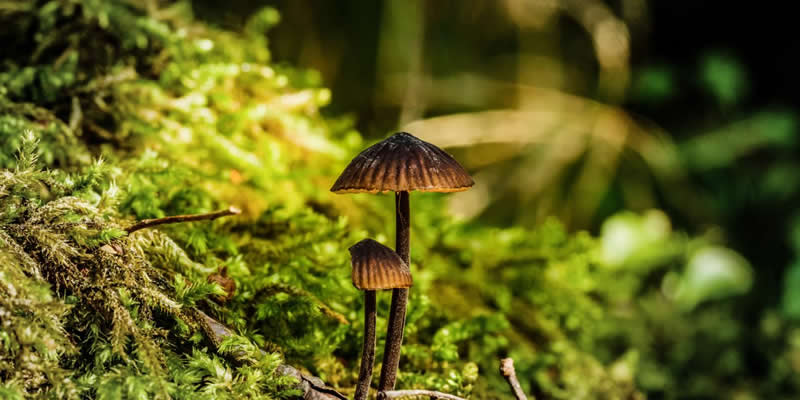 This shows a magic mushroom