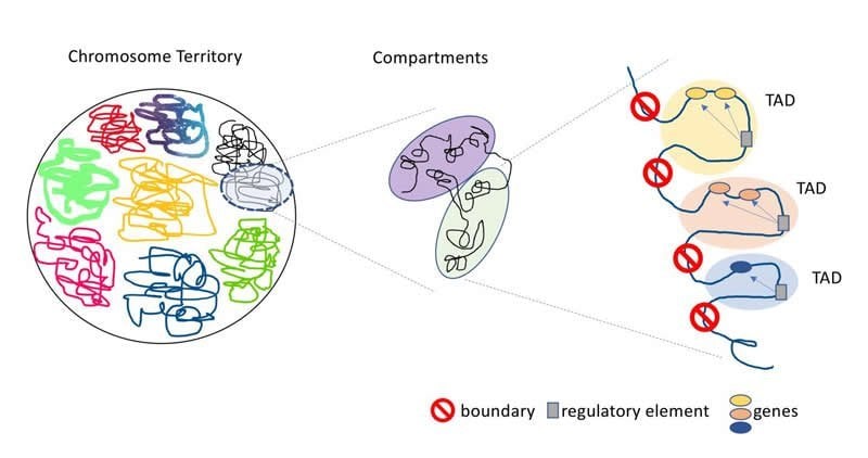 This is a diagram from the study