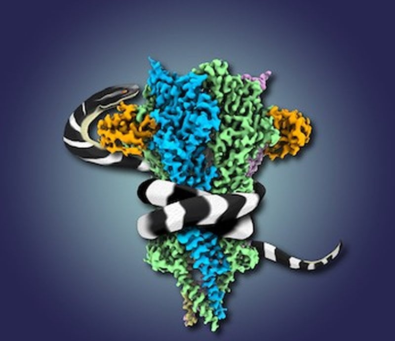 This shows a snake and a nicotinic receptor