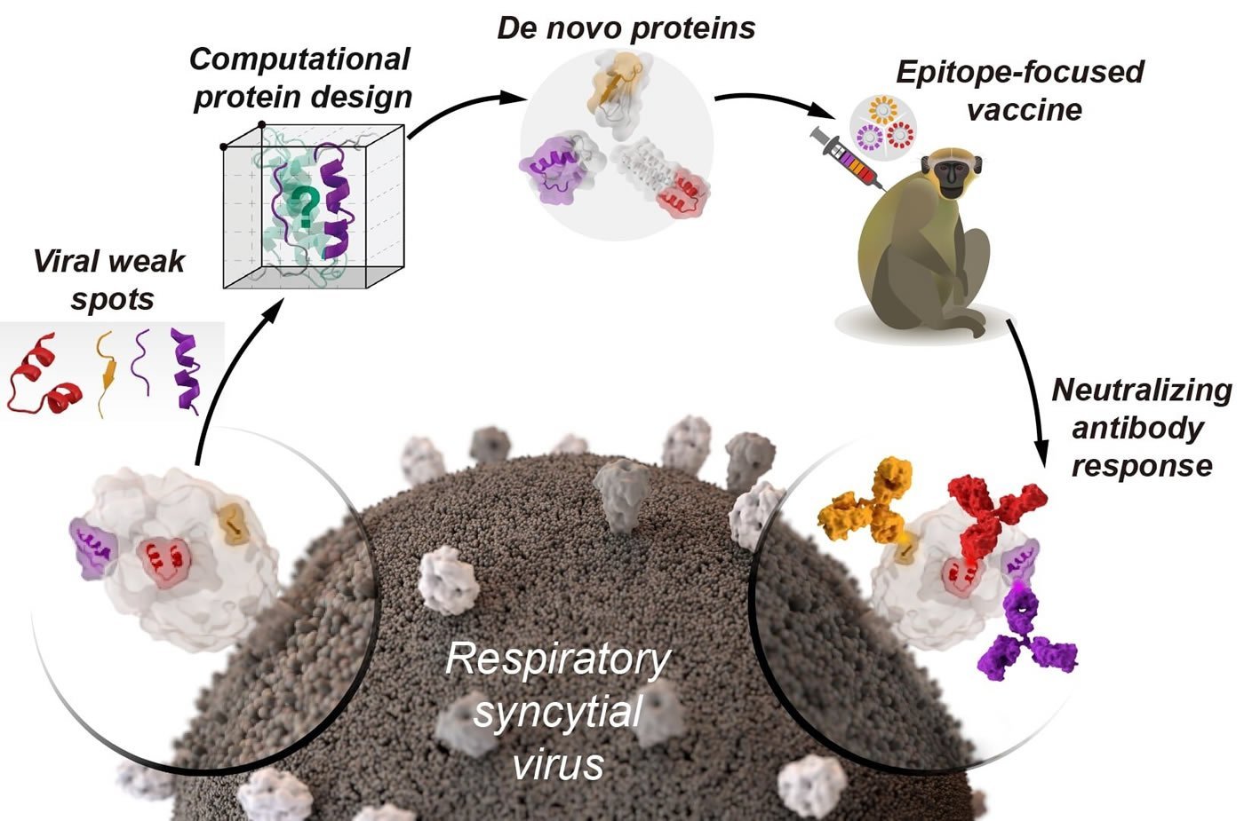 protein shedding from vaccine