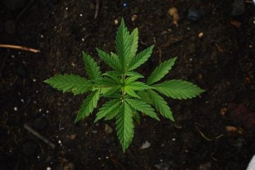 This shows a marijuana plant