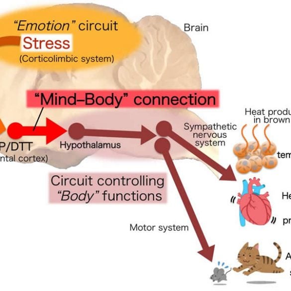 Study finds dopamine, biological clock link to snacking, overeating and ...