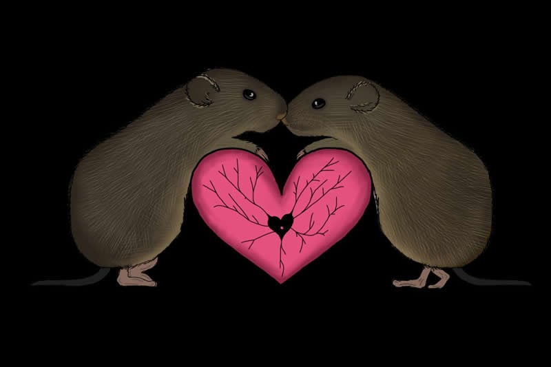 This is a drawing of two voles hugging over a heart