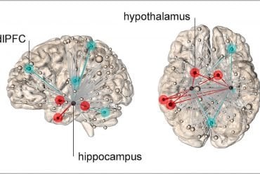 This shows the different hippocampal network activity