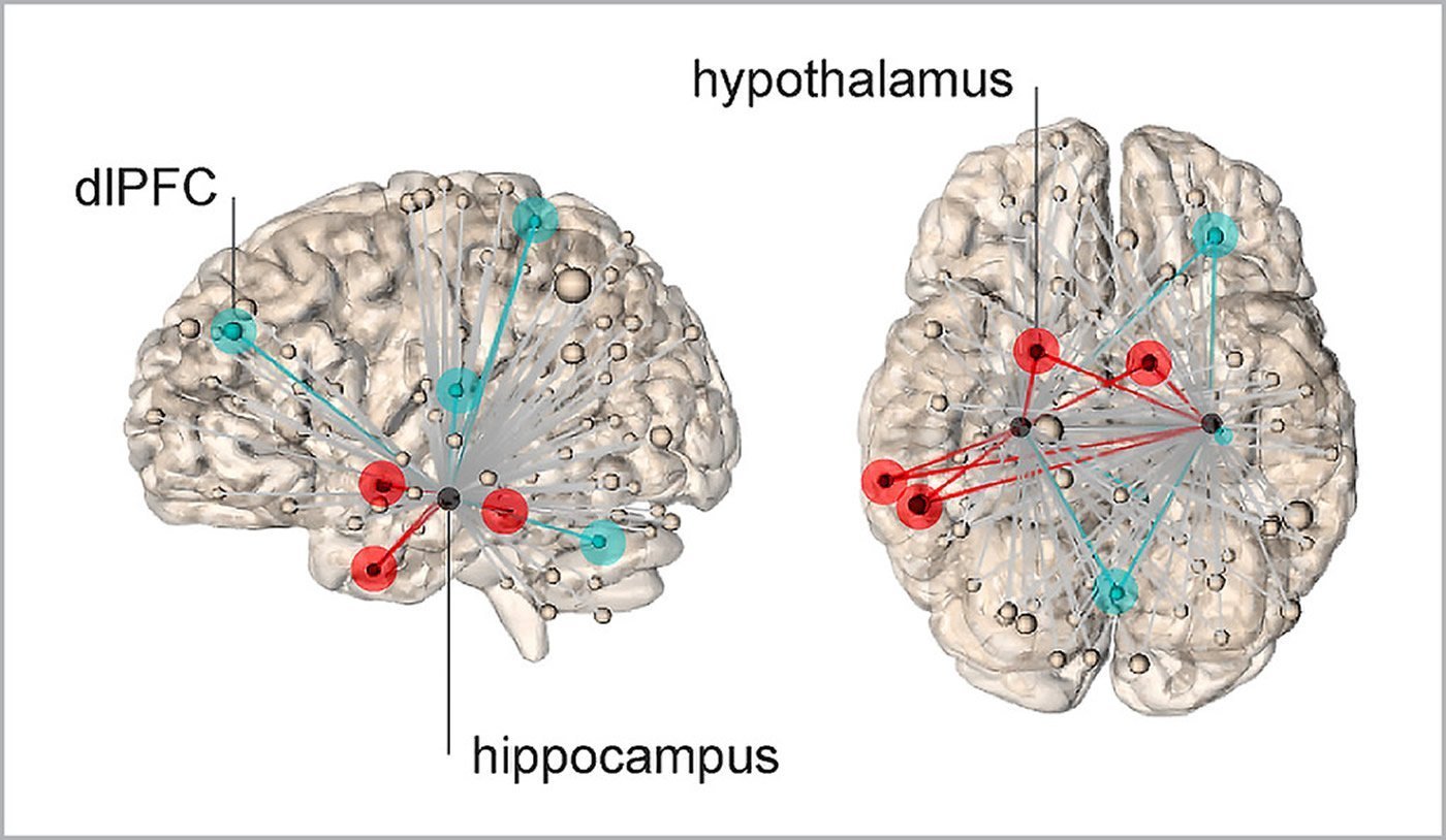 This shows the different hippocampal network activity