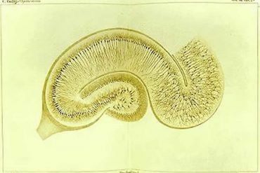 This is a drawing of a hippocampus