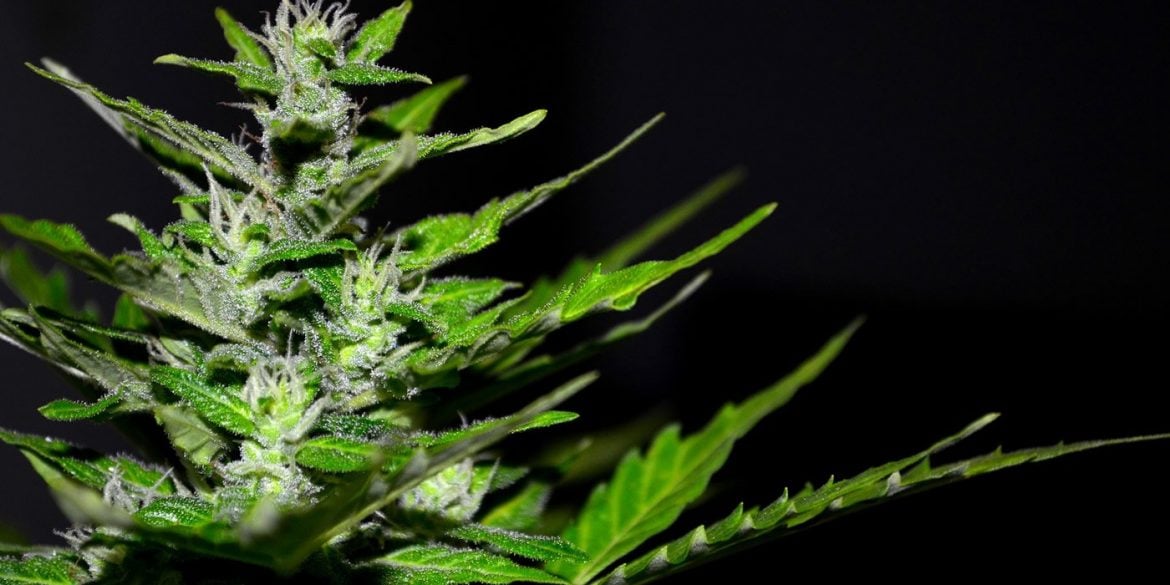 This shows a cannabis plant
