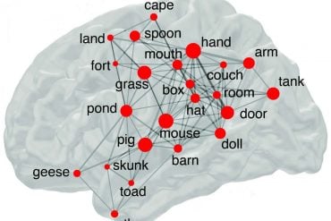 This shows how the brain connects words