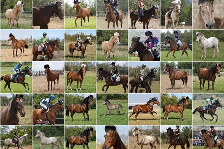 This shows generated images of horses in hats