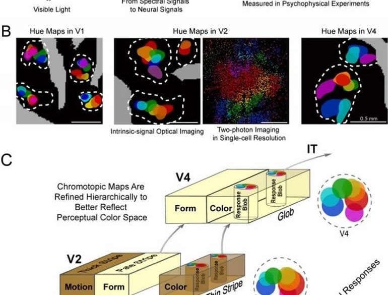 visual perception News Research Articles - Page 4 of 15