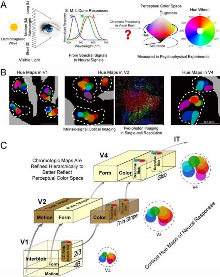 This is a graphical abstract