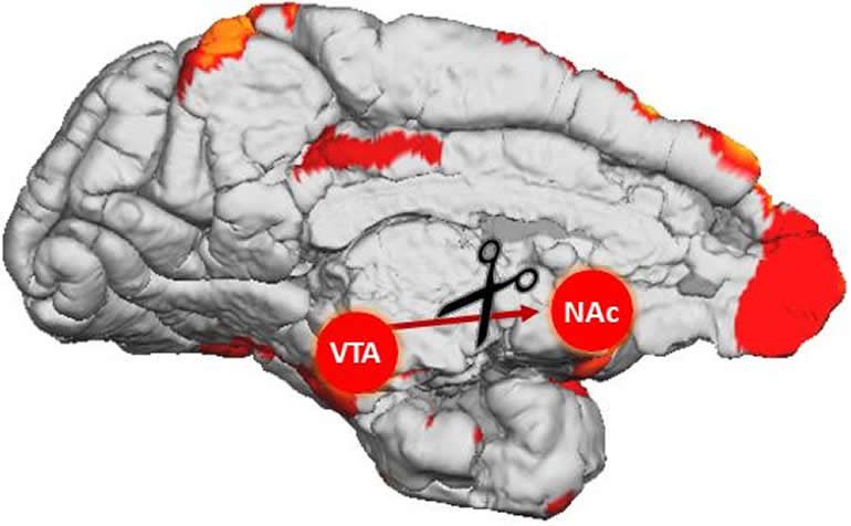 This shows the location of the VTA and NAc in the brain