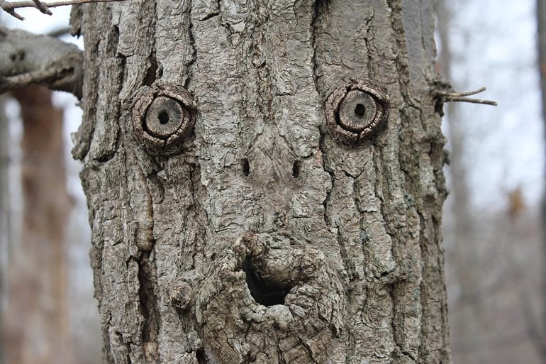 This shows a face on a tree