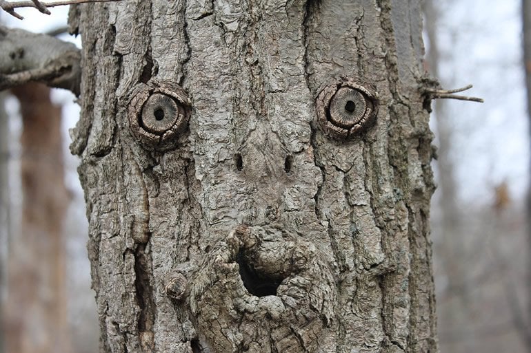 faces in trees