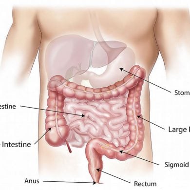 This shows a diagram of the gut