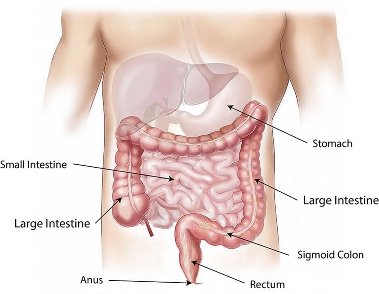 This shows a diagram of the gut
