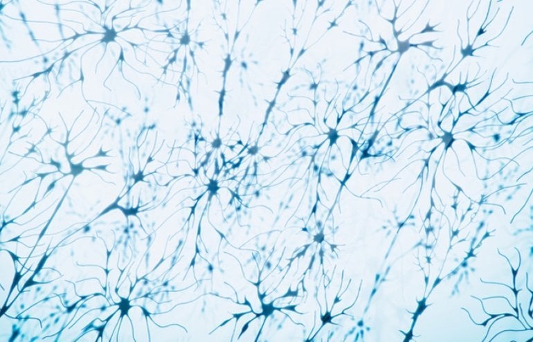 This shows neurons