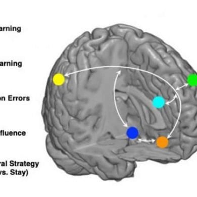This shows a loop diagram of the learning types in the brain