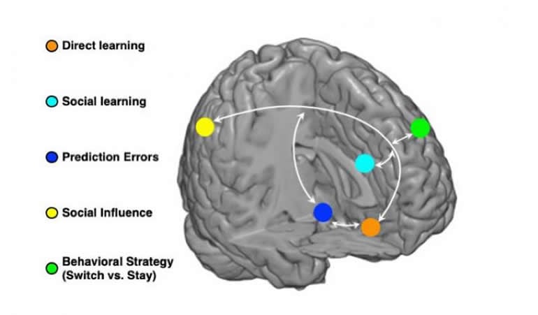 This shows a loop diagram of the learning types in the brain