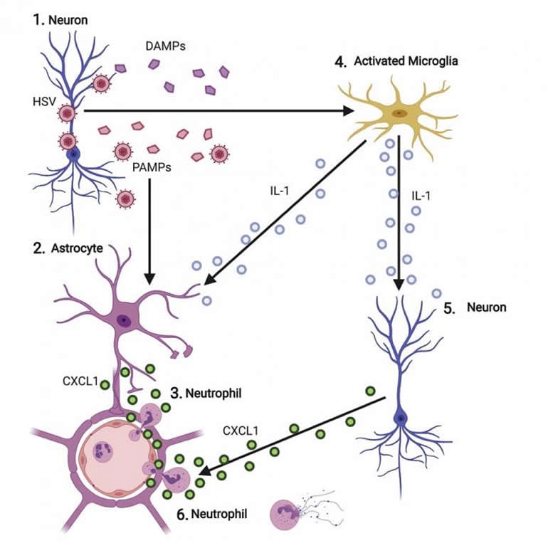 This is a diagram from the study