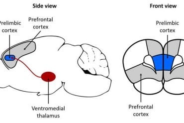This shows the location of the ventromedia thalamus in a mouse brain