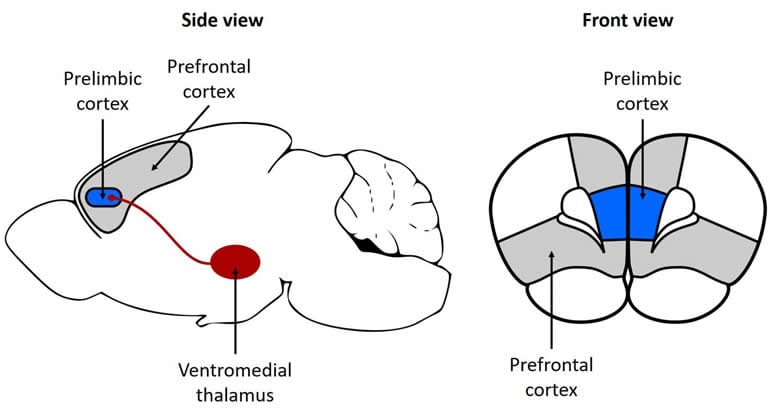 This shows the location of the ventromedia thalamus in a mouse brain