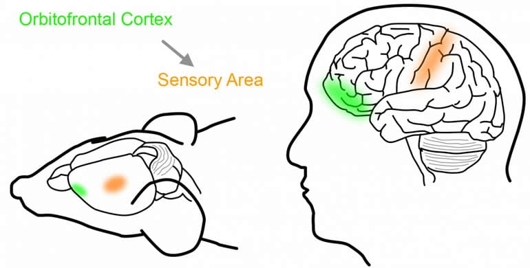 somatosensory cortex mouse