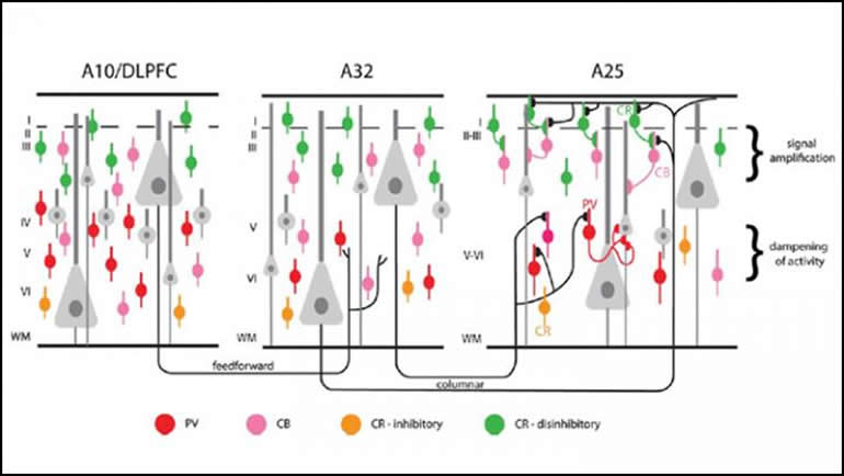 This is a diagram from the study