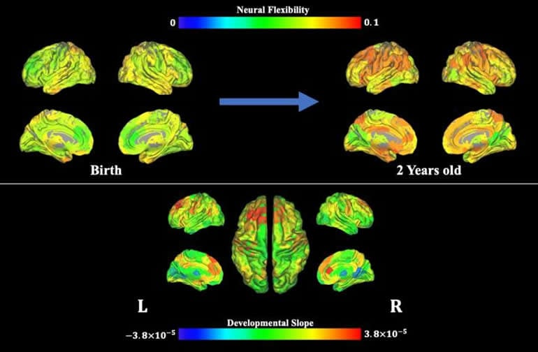 This shows brain scans from the study