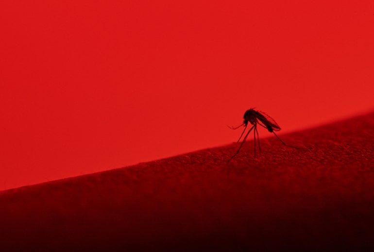 This shows a mosquito