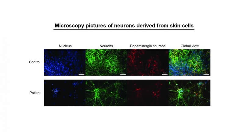 This shows neurons